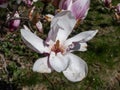 The saucer magnolia - Magnolia Ãâ soulangeana Magnolia denudata Ãâ Magnolia liliiflora flowering with large, early-blooming Royalty Free Stock Photo